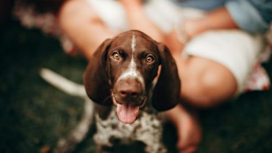 How to be an eco-friendly pet owner reduce environmental impact bulk food