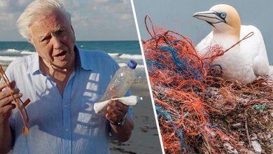 The Attenborough effect Blue Planet and How to make your garden more eco-friendly