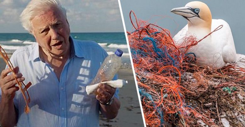 The Attenborough effect Blue Planet and How to make your garden more eco-friendly