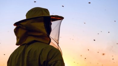 bees colony collapse disorder causes solutions