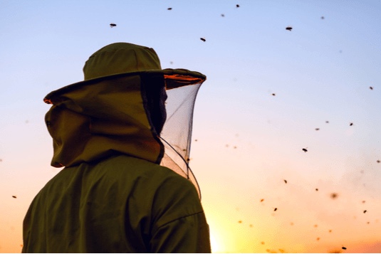 bees colony collapse disorder causes solutions