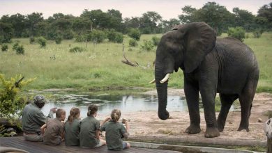 Children family safari africa jumbari wildlife guided tour elephants
