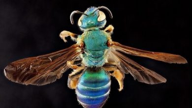 spendens colour bees myths about bees pollinators species