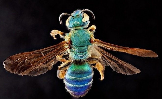 spendens colour bees myths about bees pollinators species