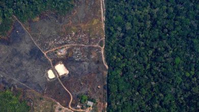 deforestation brazilian amazon rainforest fires
