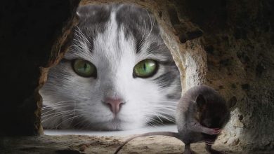 5 Natural eco-friendly ways of organic pest control mouse cat