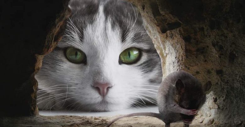 5 Natural eco-friendly ways of organic pest control mouse cat