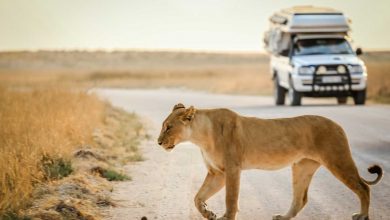 Wild animal interactions, and why you should say no!
