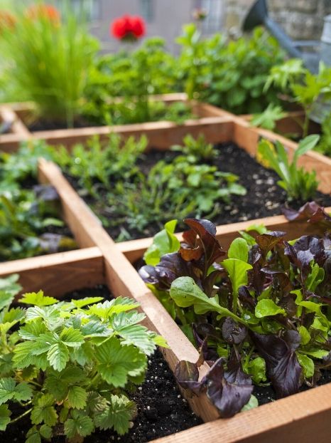 little veggie patch eco toys gift ideas your eco kids will love this Christmas