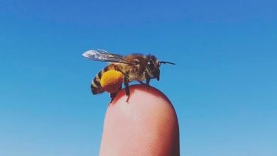 beekeeping educational program girl next door honey