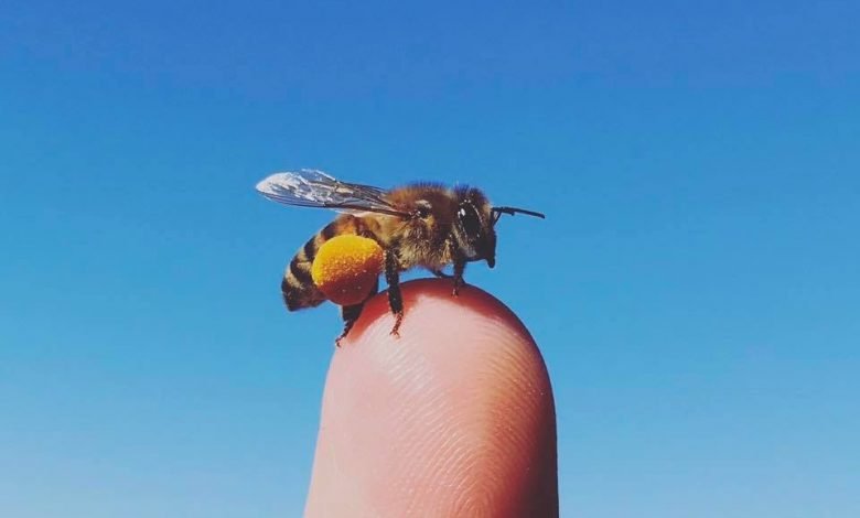 beekeeping educational program girl next door honey