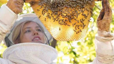 beekeeping educational program girl next door honey
