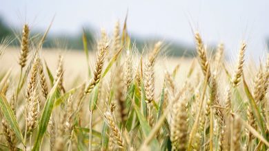 what is regenerative agriculture why matters