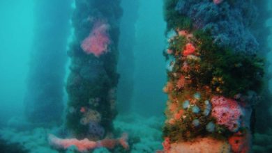 blue latitudes artificial reefs podcast