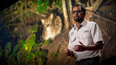 mangrove forest conservation south asia