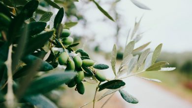 olive leaf extract benefits health boost