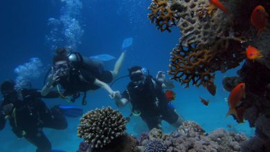 tips become eco friendly diver