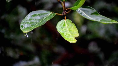 How to harvest rainwater, uses and advantages