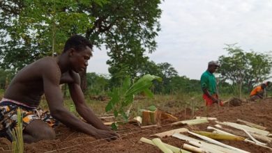 5 Top environmental benefits of planting trees