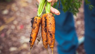 Starting your first organic garden: a beginners guide