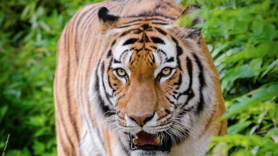 9 Ways to protect the animals & wildlife