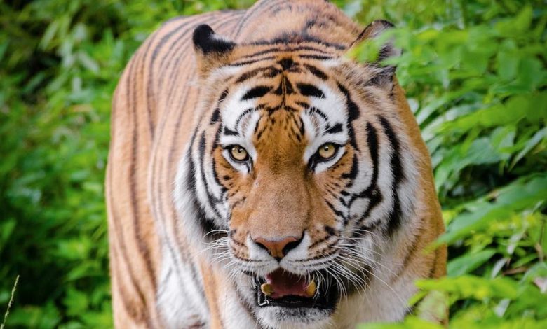 9 Ways to protect the animals & wildlife