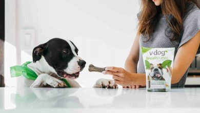 16 Vegan pet food brands your furry friends will want to get their paws on!