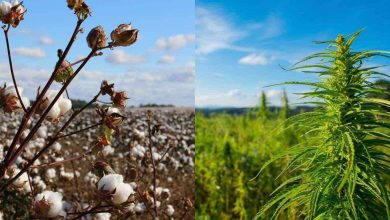 Cotton Vs hemp: Which is a better alternative?