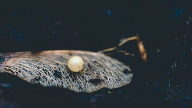 How to choose sustainable pearl jewelry