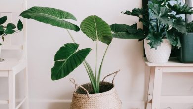 4 Minimalist decoration ideas to make your room look larger with less