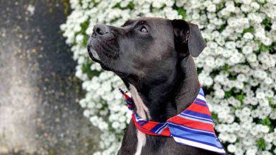 Eco-friendly pet products to reduce your carbon pawprint!