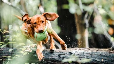 5 DIY dog toys ideas made out of recycled old materials