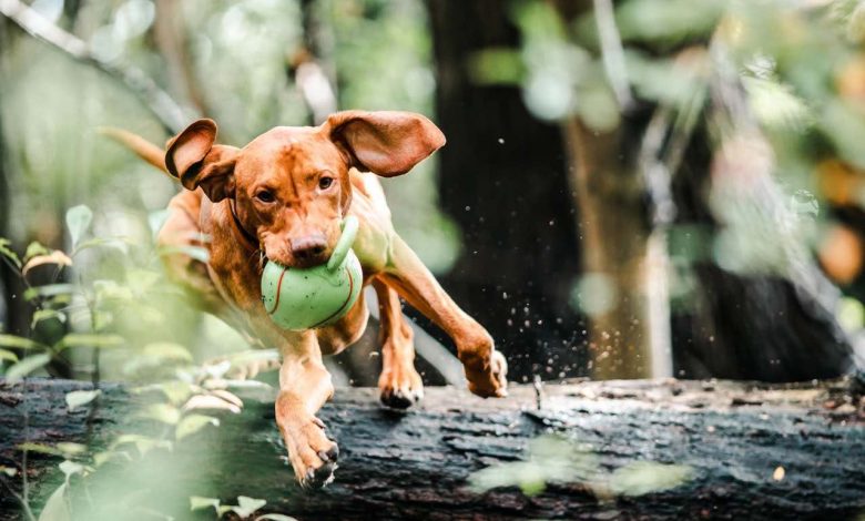 5 DIY dog toys ideas made out of recycled old materials