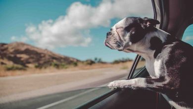 Coconut oil for dogs: improve immune system & digestive health