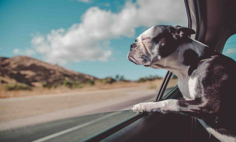 Coconut oil for dogs: improve immune system & digestive health