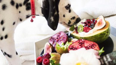 10 Things to know about a vegetarian diet for your pets