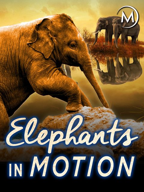 Documentaries sustainability Elephants in Motion by Narumol Sriyanond