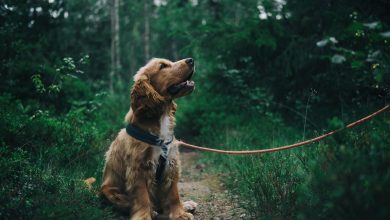 Getting a puppy started on a healthy and sustainable lifestyle