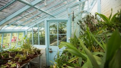 How to start an organic greenhouse at home to grow your food