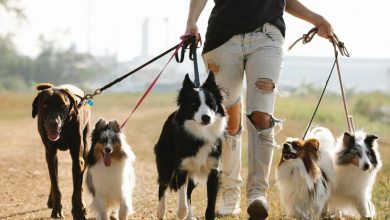 Eco-friendly dog poop disposal: what is the greenest way?