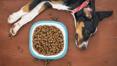 Natural remedies for dog arthritis & joint pain