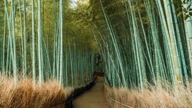 Discover bamboo sustainable uses & its environmental benefits