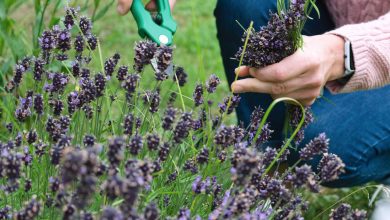 Sustainable Lawn Alternatives: Ideas to Replace Your Grass