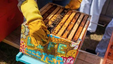 How to Start Your Own Bee Farm in Your Backyard
