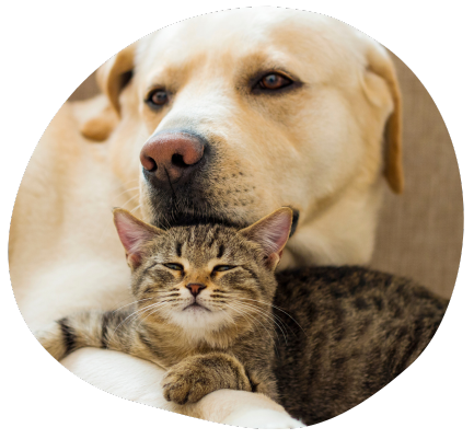 Eco-Friendly Pets
