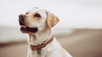 How CBD Oil Can Help Your Furry Friends Health
