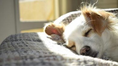 Energy Protection for Pets: Harnessing the Power of Quantum Energy Fields