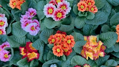 Exploring the Benefits of Having Indoor vs Outdoor Floral Plants