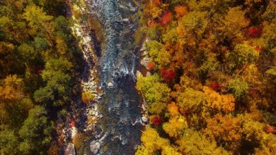 Settle Down: Your Dream Home Awaits in North Carolina