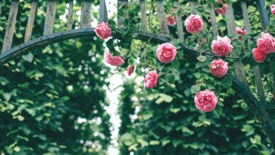 Enhance Your Garden With a Stunning Arbor